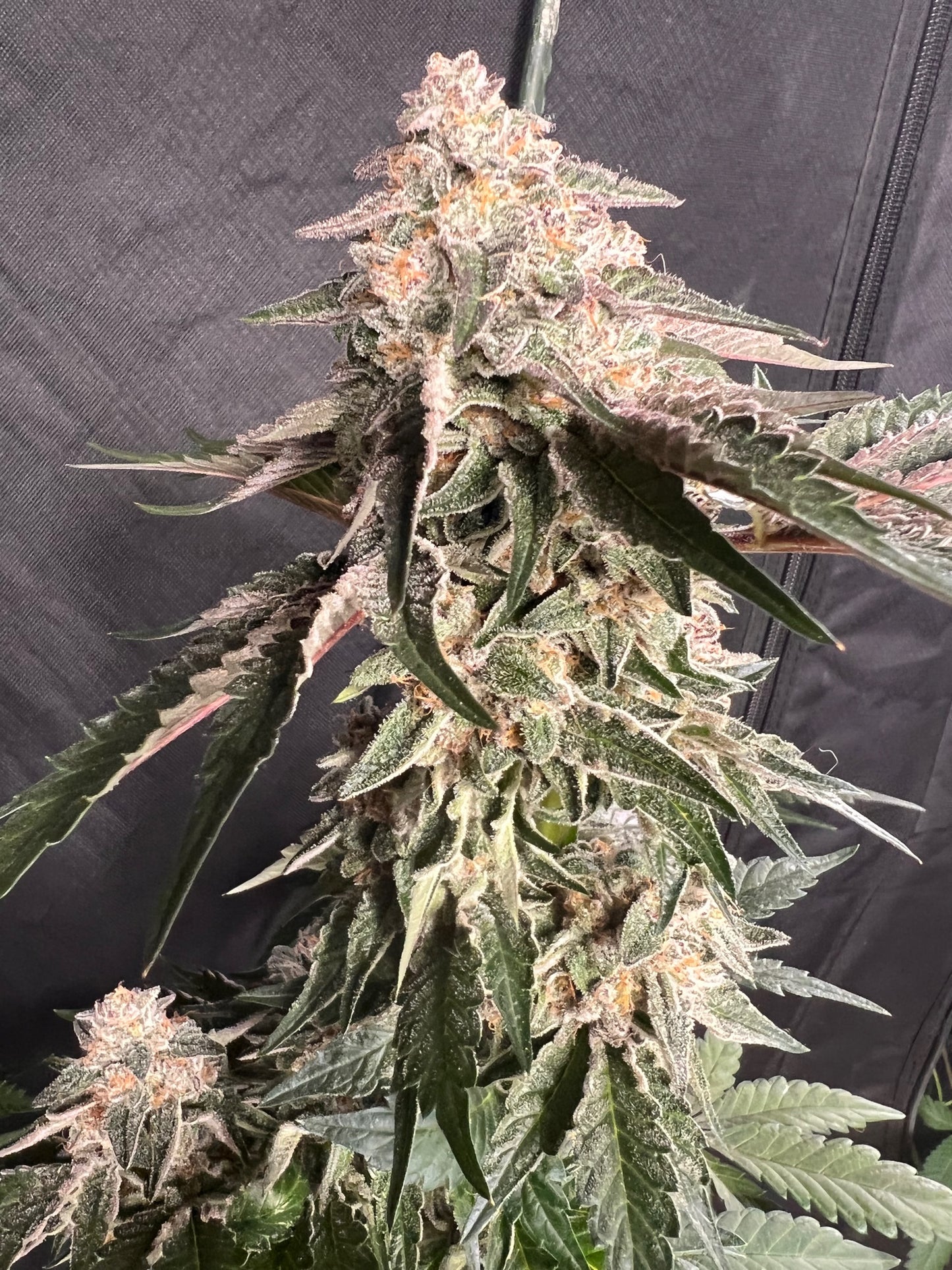 Ice Cream OG (6 feminized novelty seeds)