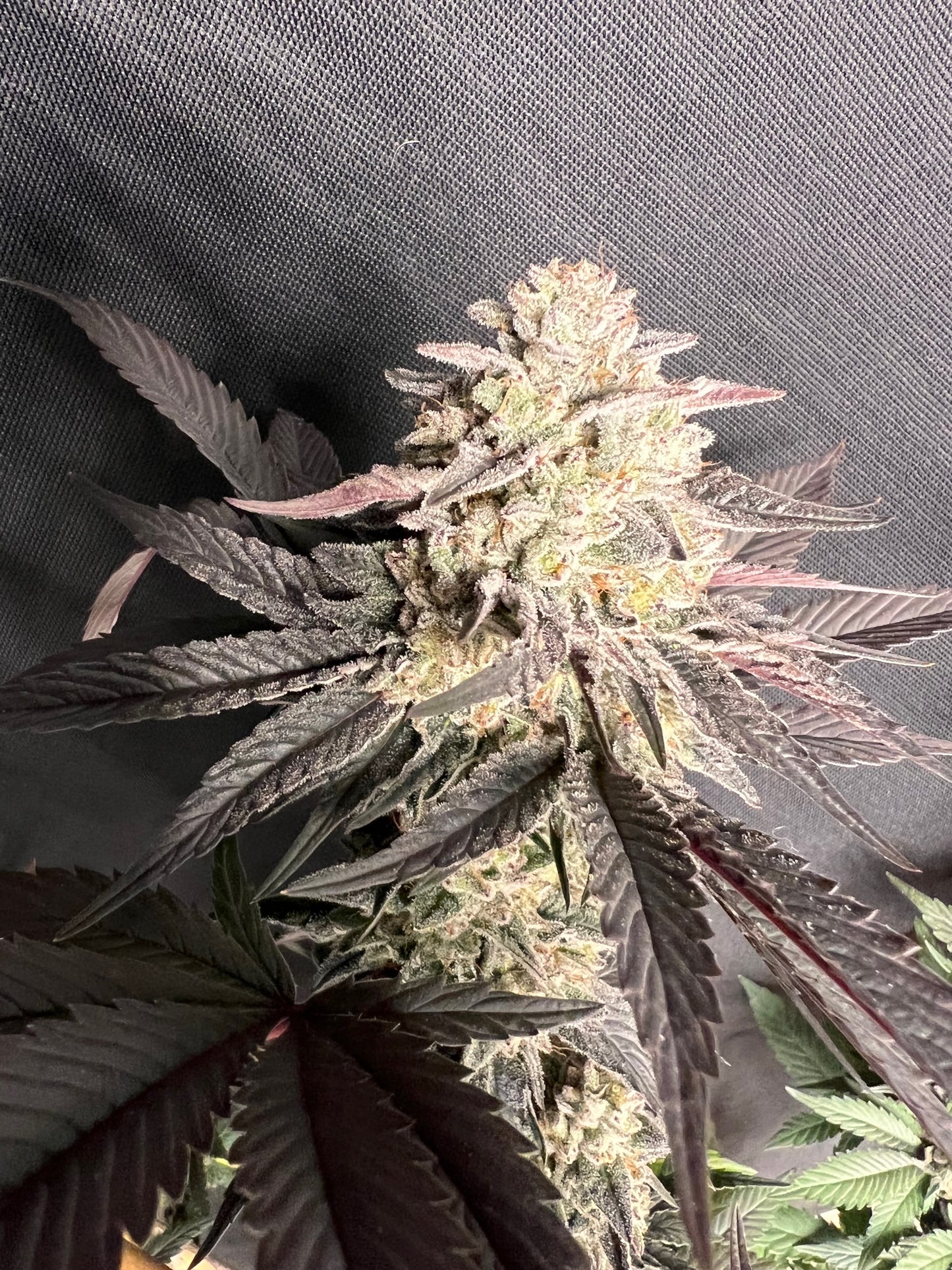 Kerosene Custard (6 Feminized Novelty Seeds)