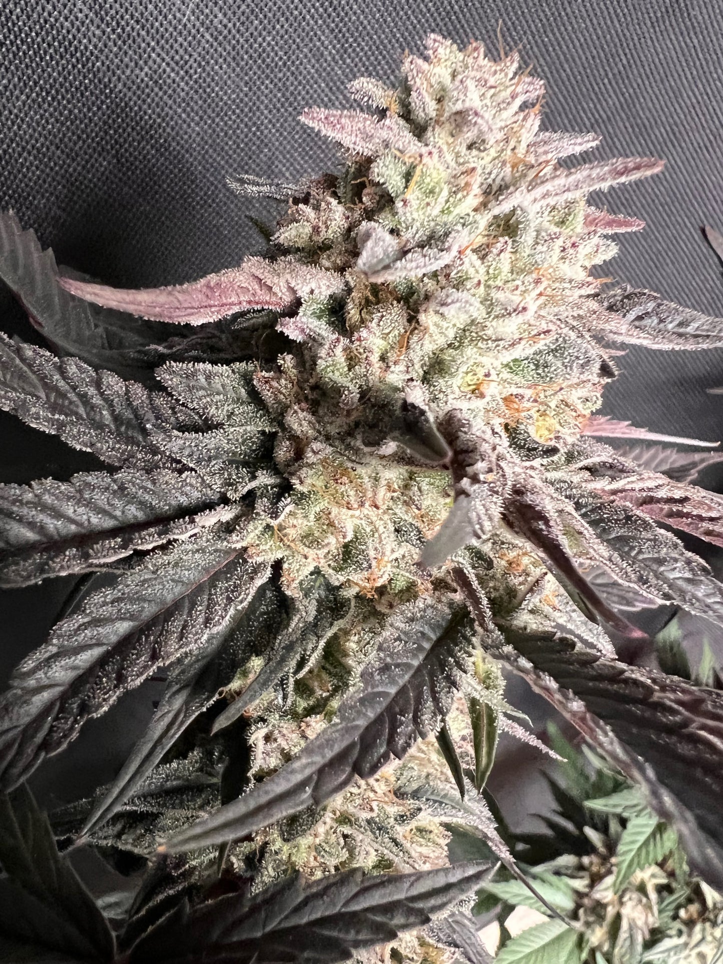 Kerosene Custard (6 Feminized Novelty Seeds)