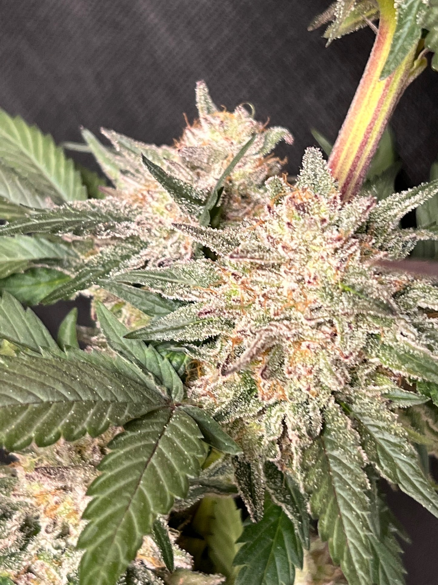 Kerosene Custard (6 Feminized Novelty Seeds)