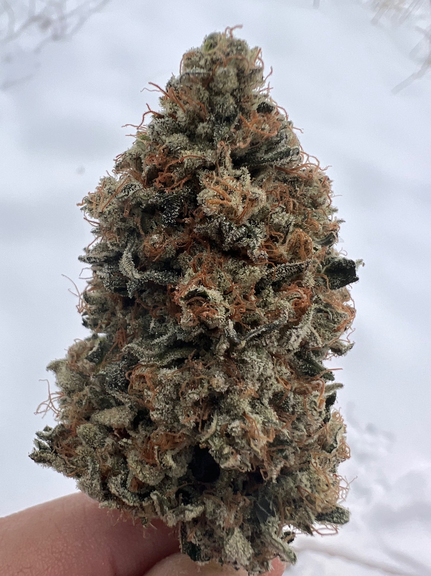 Ice Cream OG (6 feminized novelty seeds)