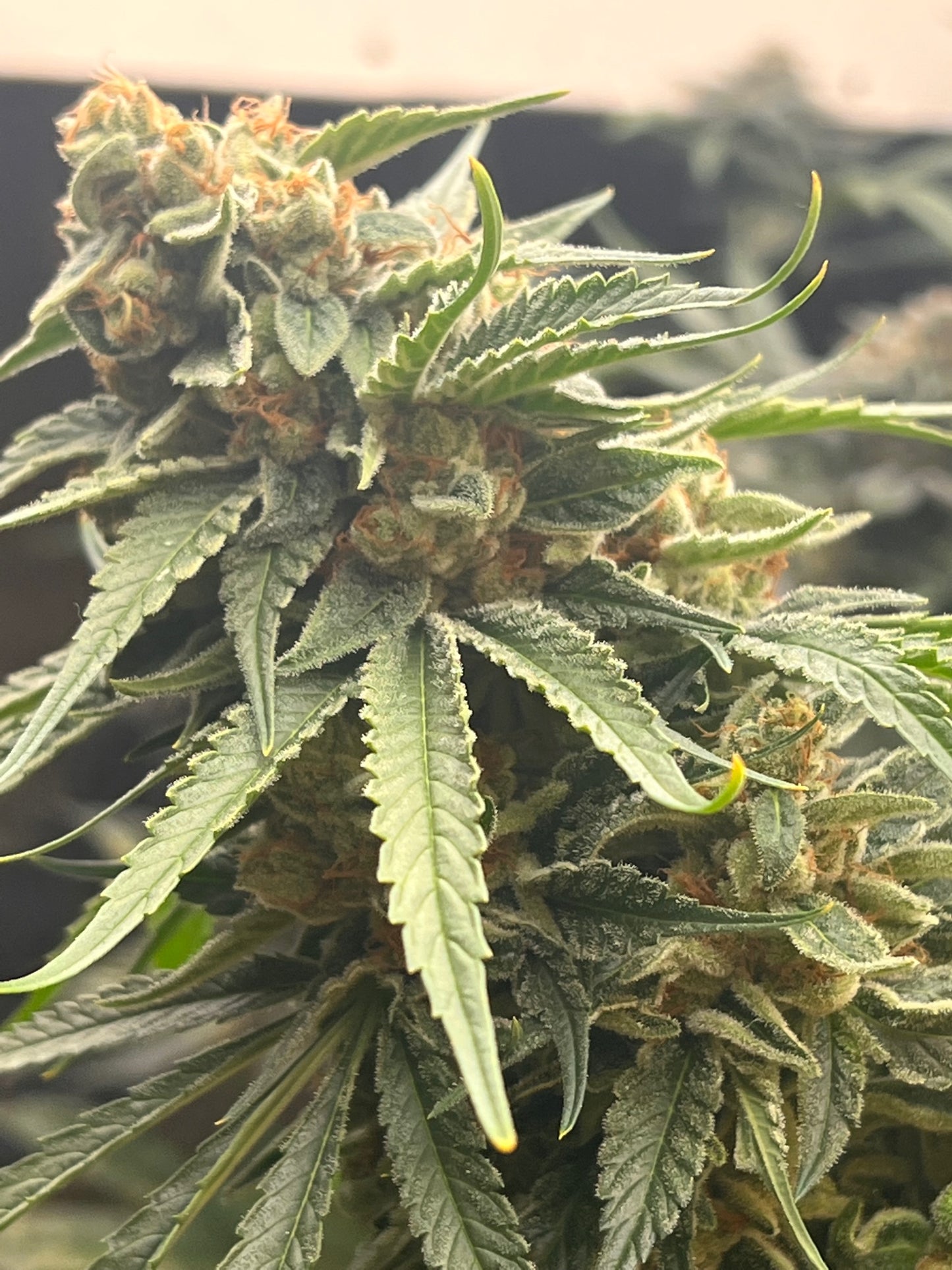 Puppy Dog Haze (10 regular souvenir seeds)