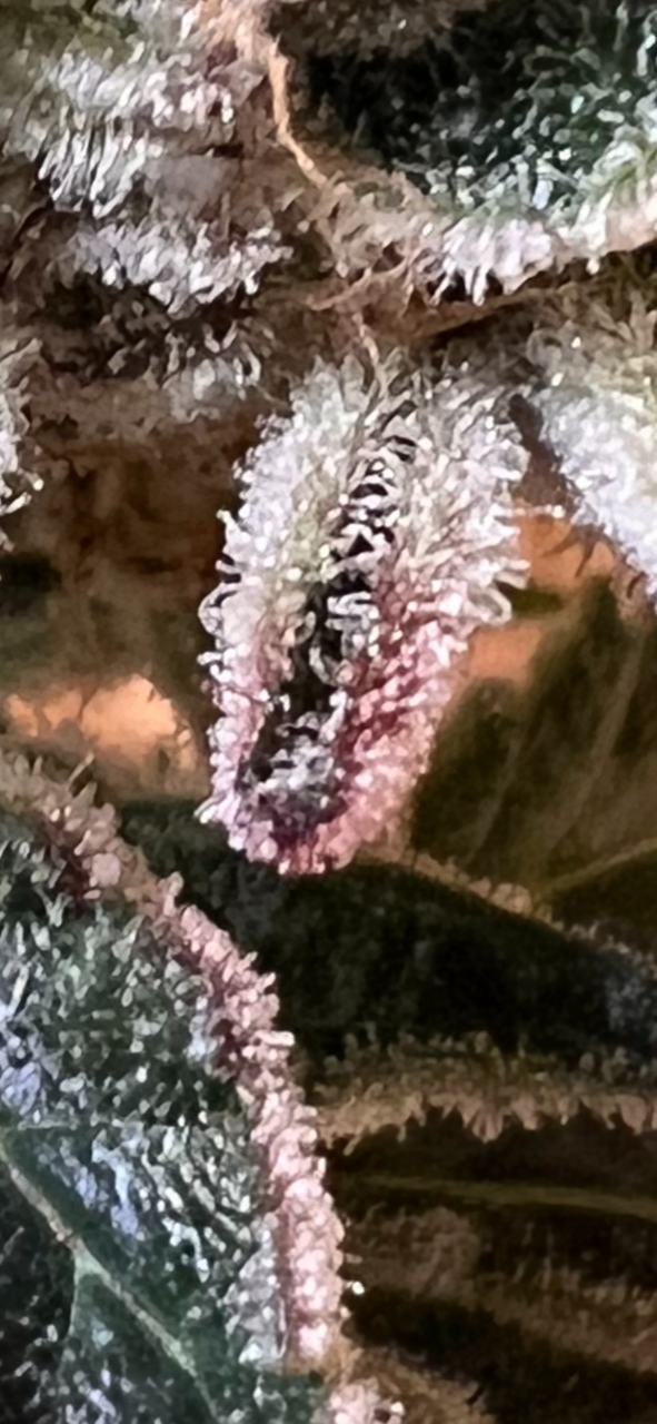 T.A.G.L.A.Y. (12 Souvenir Fem. Seeds)