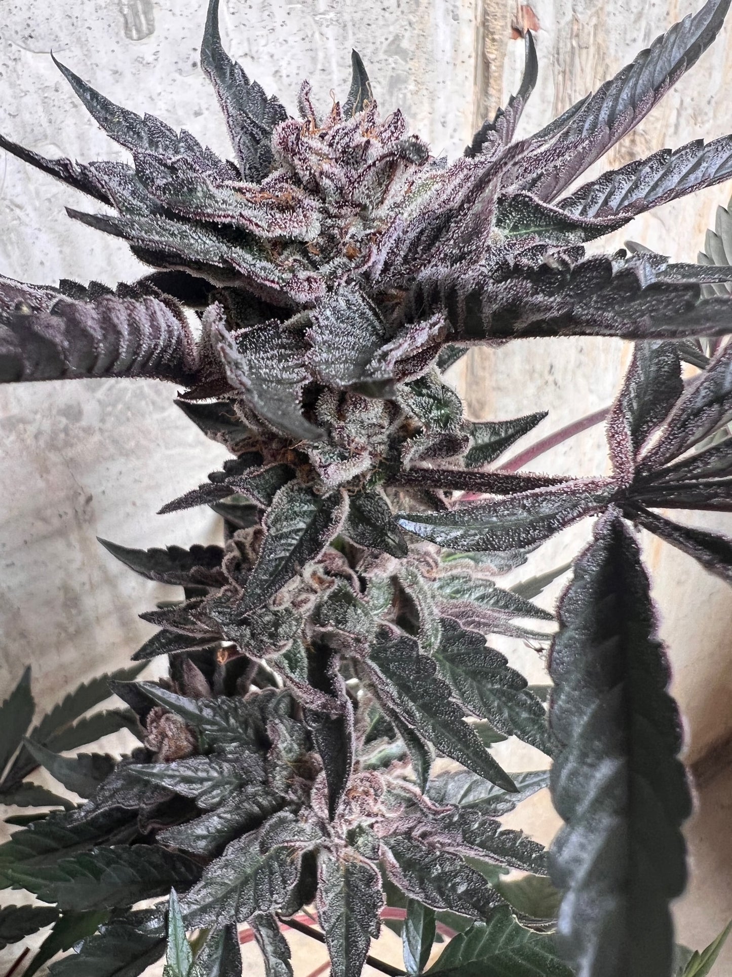 T.A.G.L.A.Y. (6 Novelty Fem. Seeds)