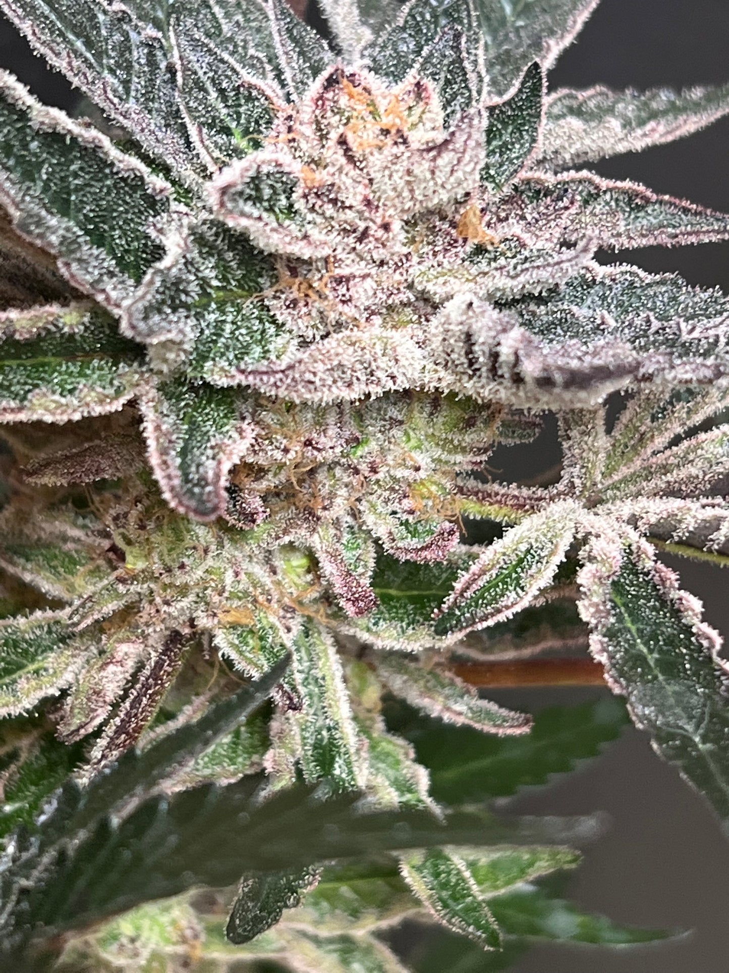 T.A.G.L.A.Y. (6 Novelty Fem. Seeds)