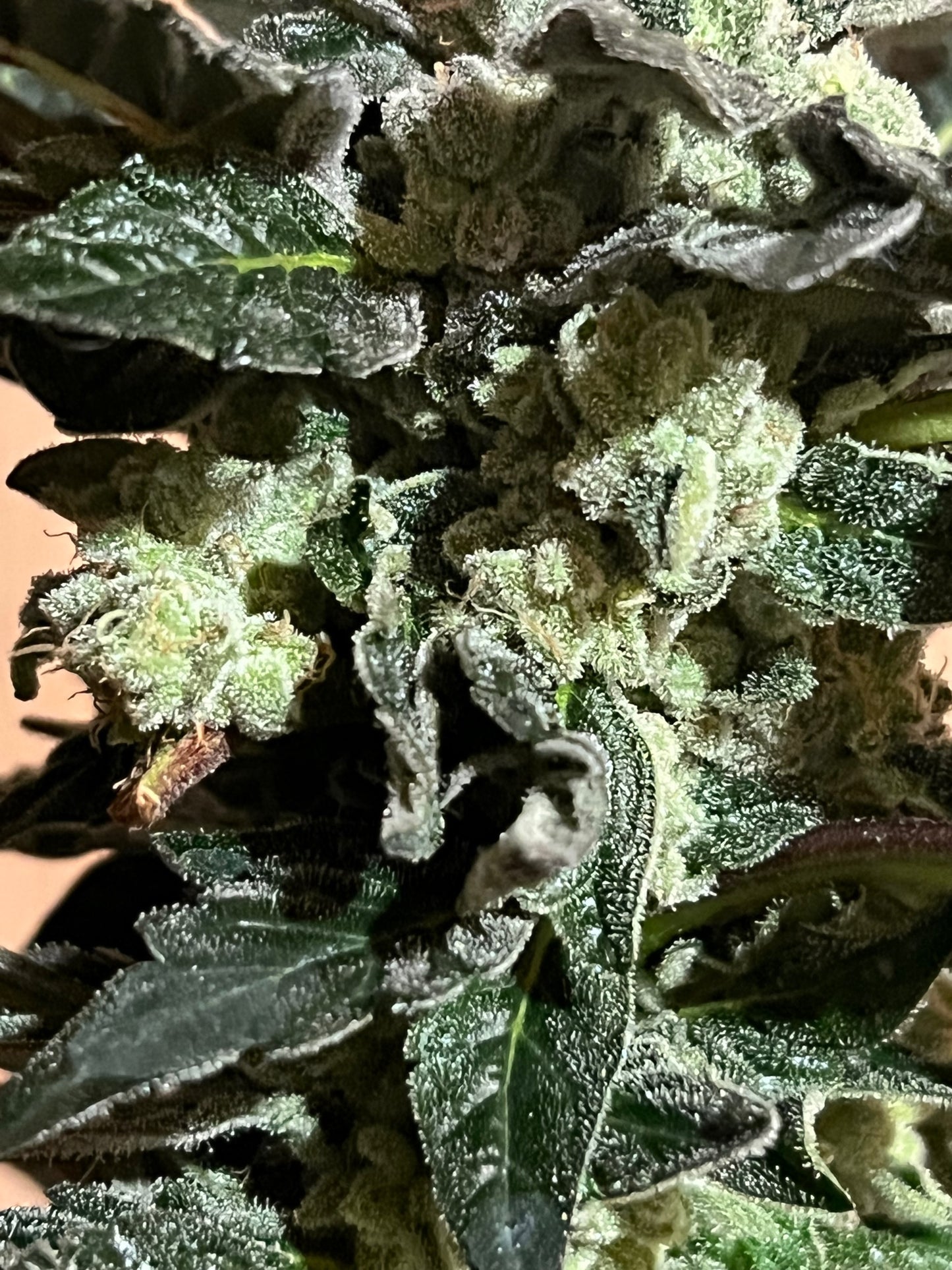 Frozen Doggy Treats (12 Souvenir Fem. Seeds)