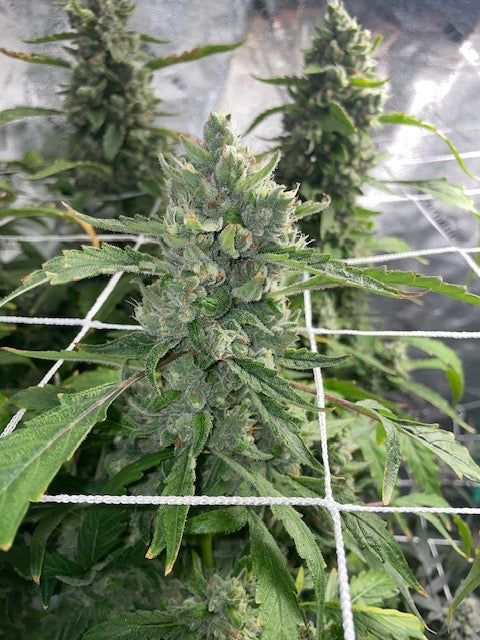 Clockwork Piff F3 (12 Novelty Reg Seeds)