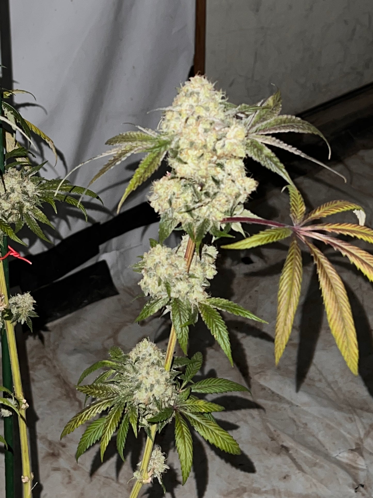 Debbie Does Diesel (7 Novelty Fem. Seeds)