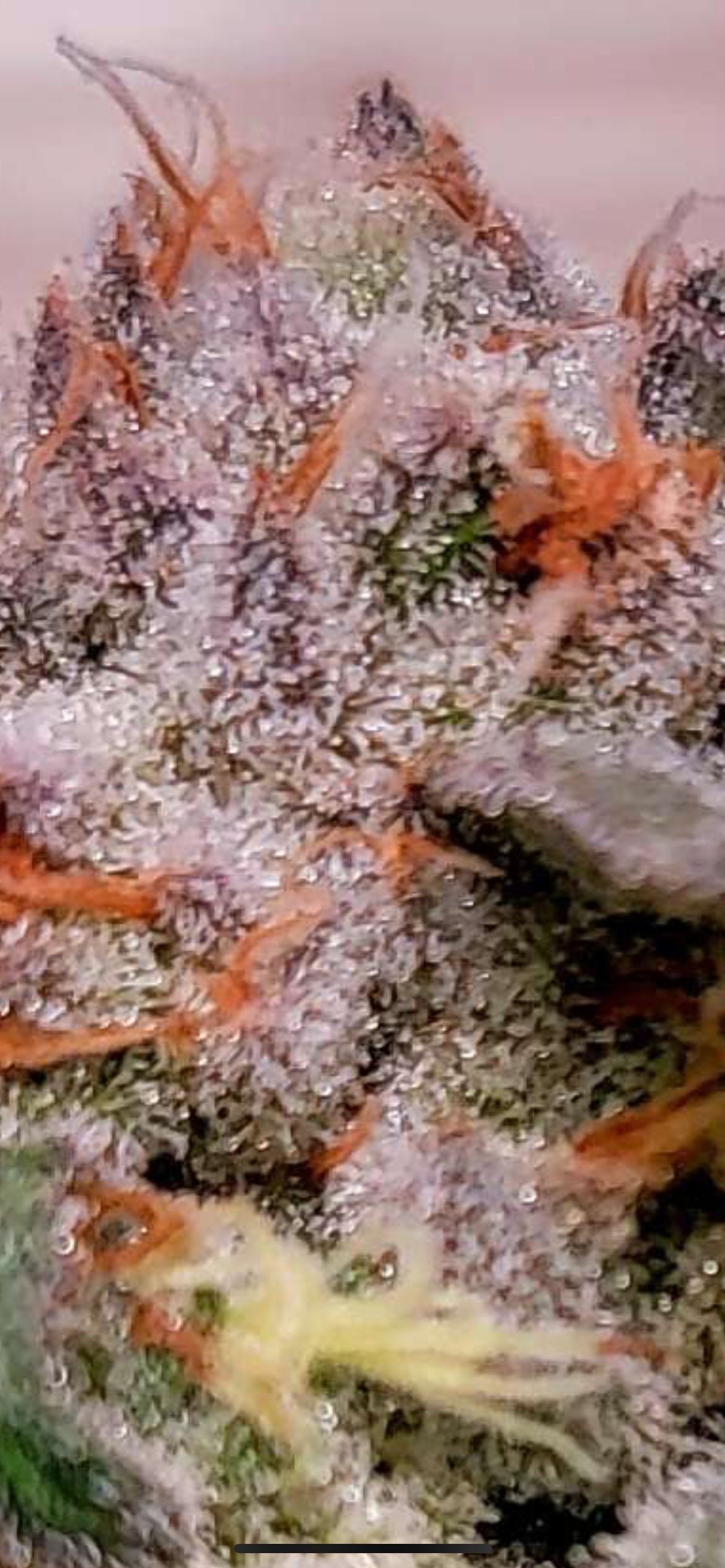 Midnight Marauder (14 Fem. Novelty Seeds)