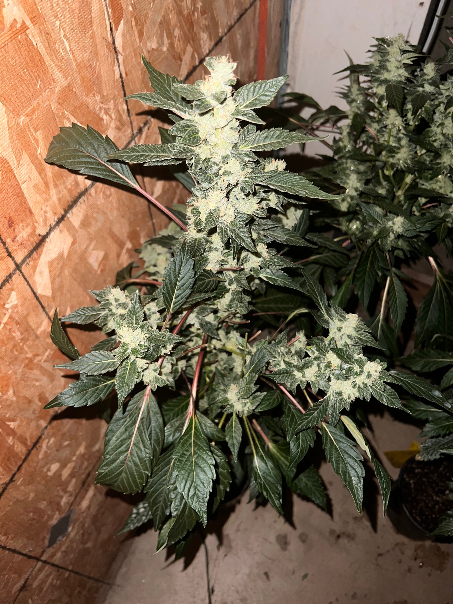 Peanut Dog (14 Novelty Fem. Seeds)