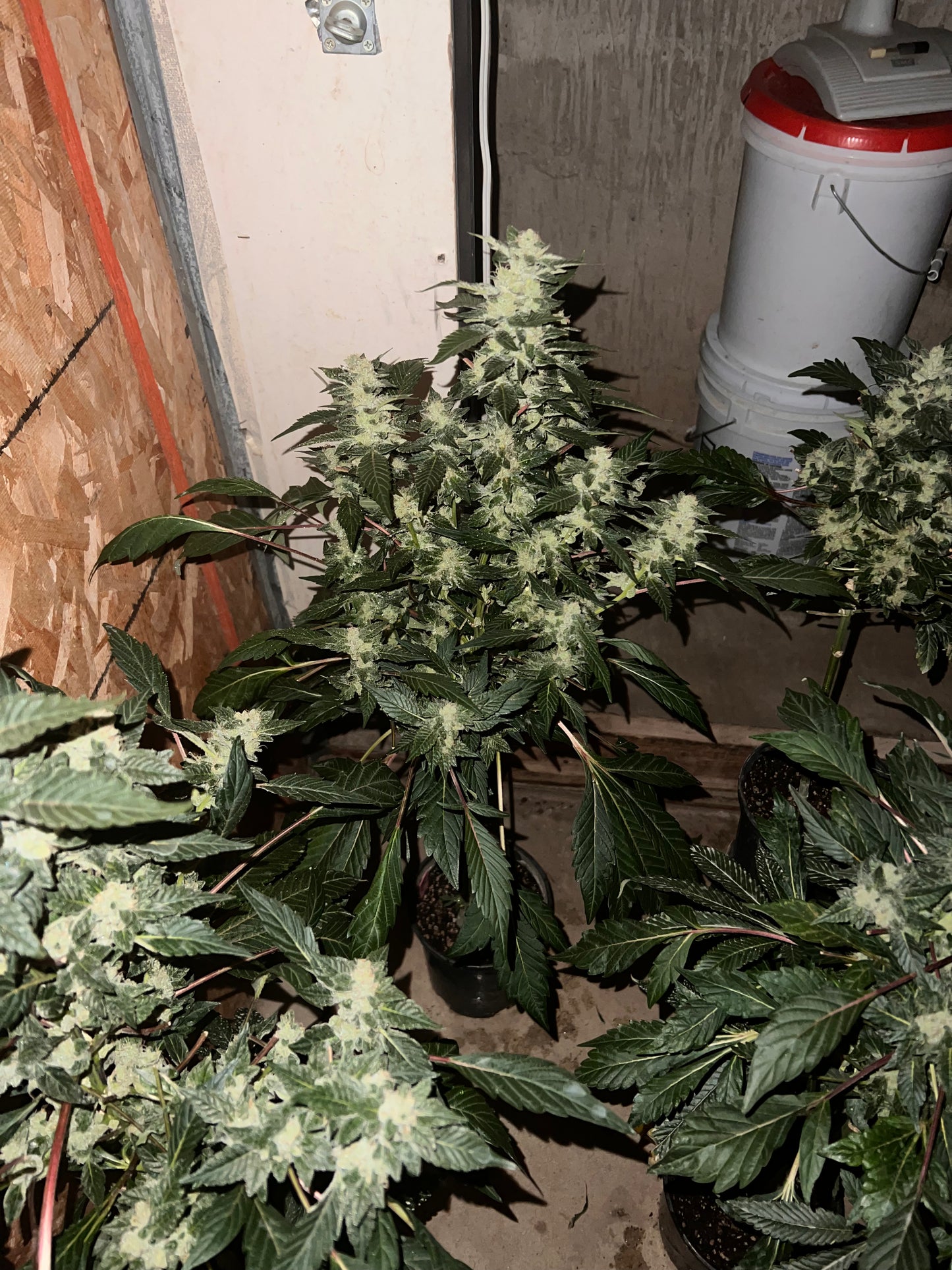 Peanut Dog (14 Novelty Fem. Seeds)