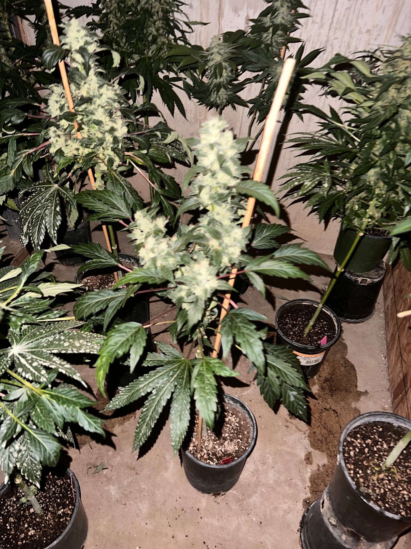 Peanut Dog (14 Novelty Fem. Seeds)