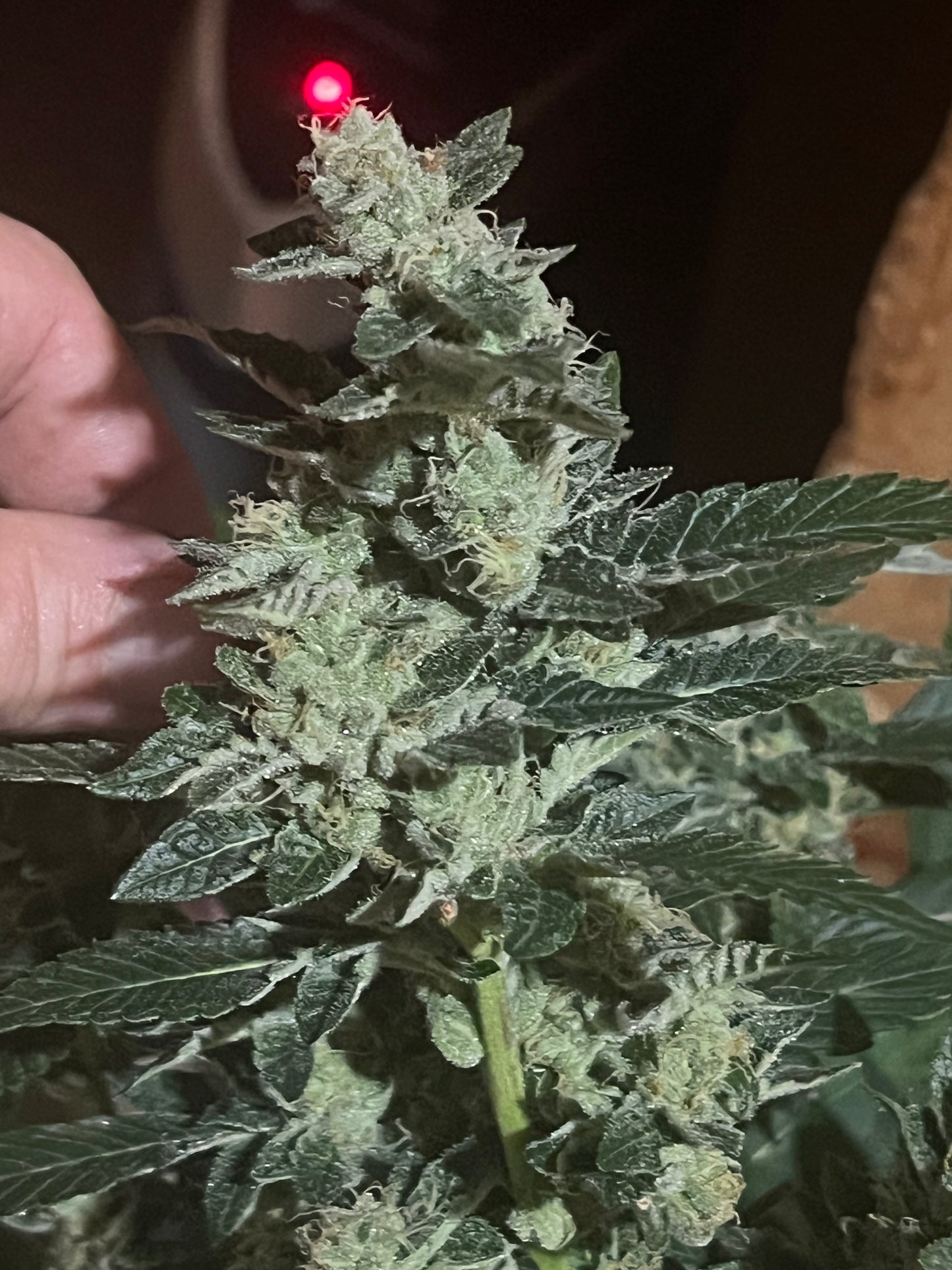 Peanut Dog (7 Novelty Fem. Seeds)