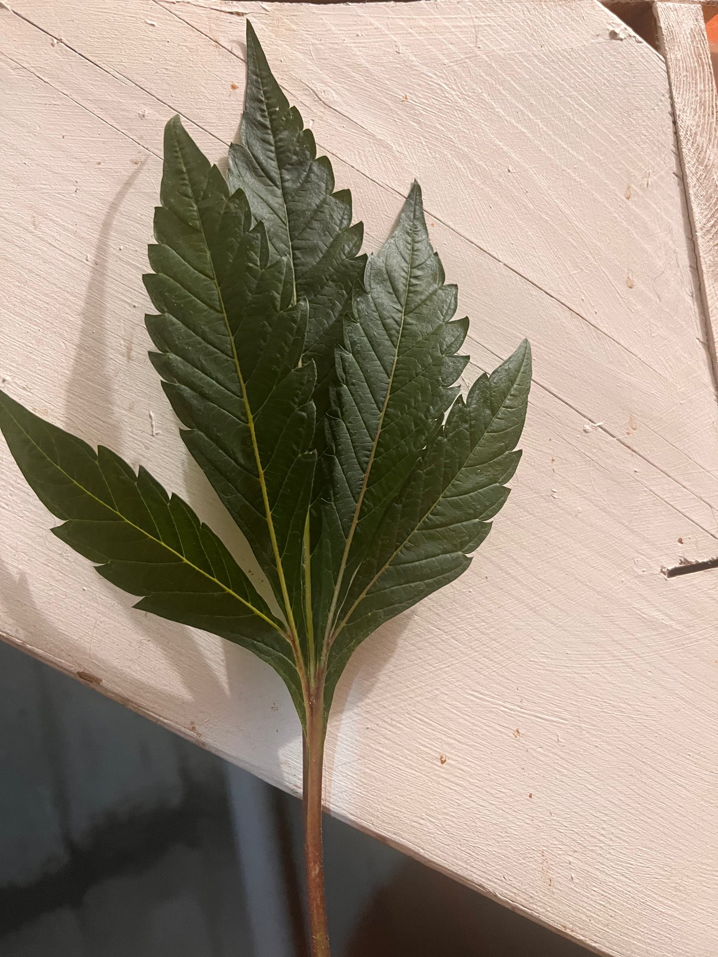 Peanut Dog (14 Novelty Fem. Seeds)