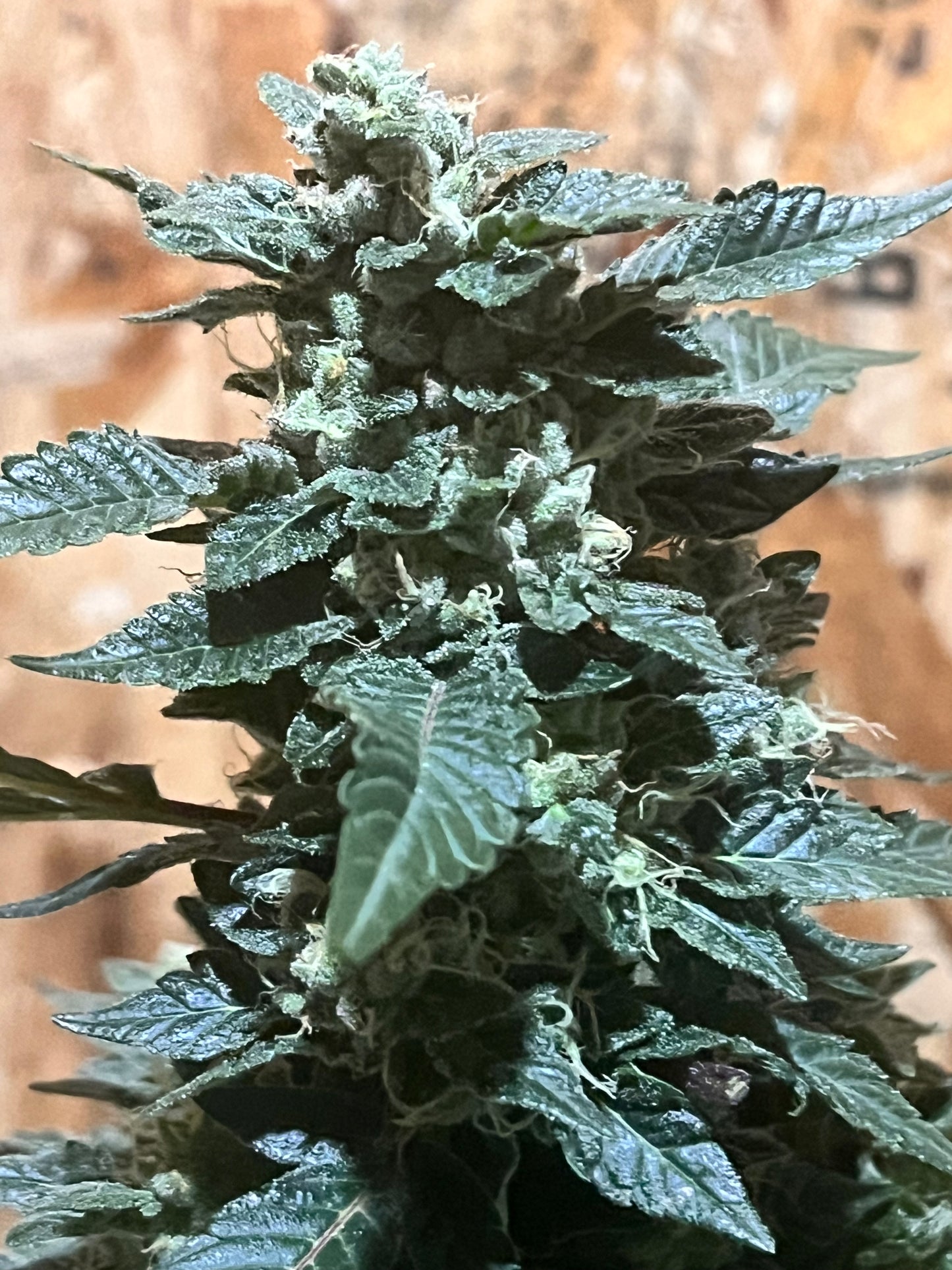 Peanut Dog (14 Novelty Fem. Seeds)
