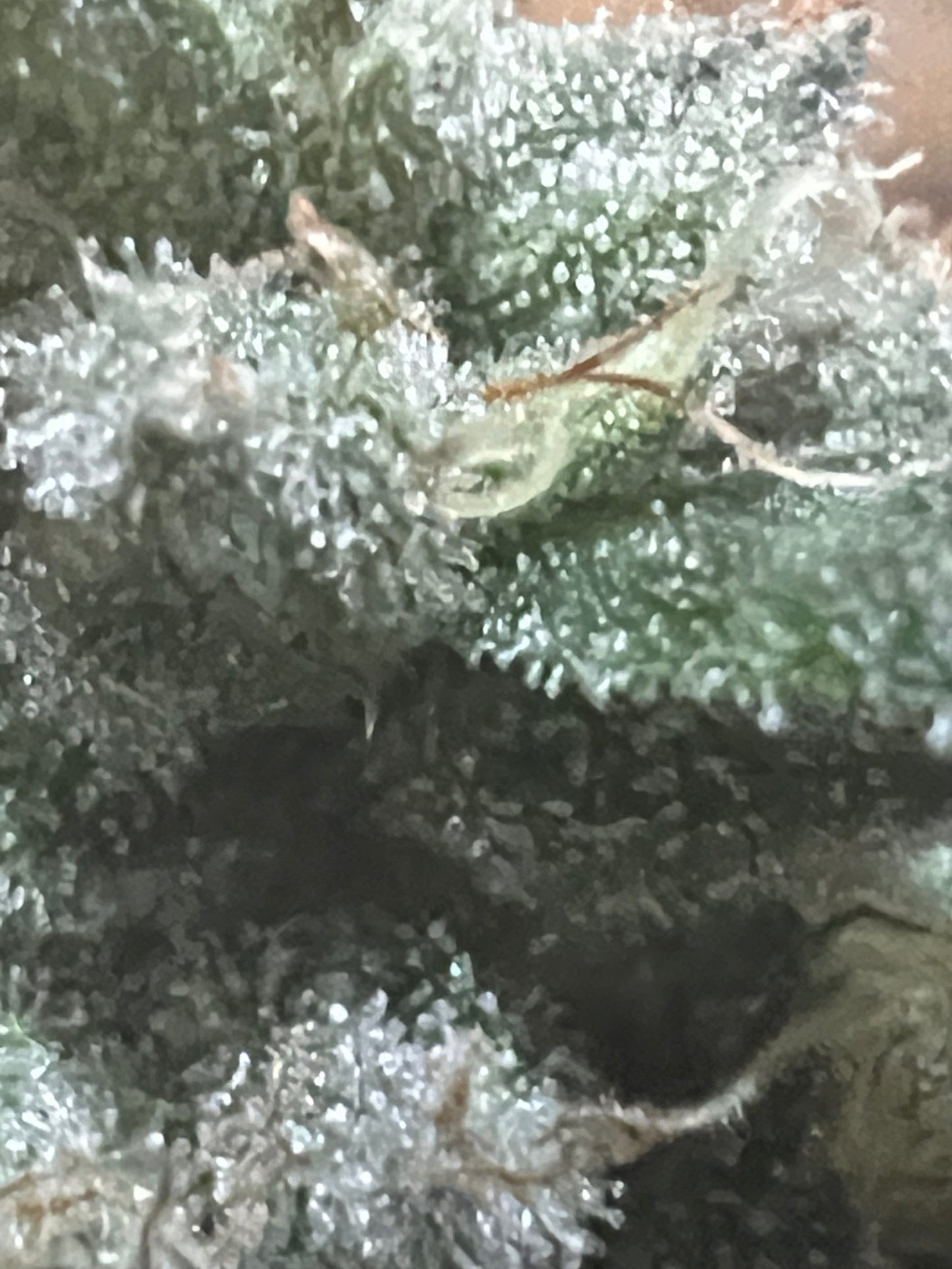 Peanut Dog (14 Novelty Fem. Seeds)