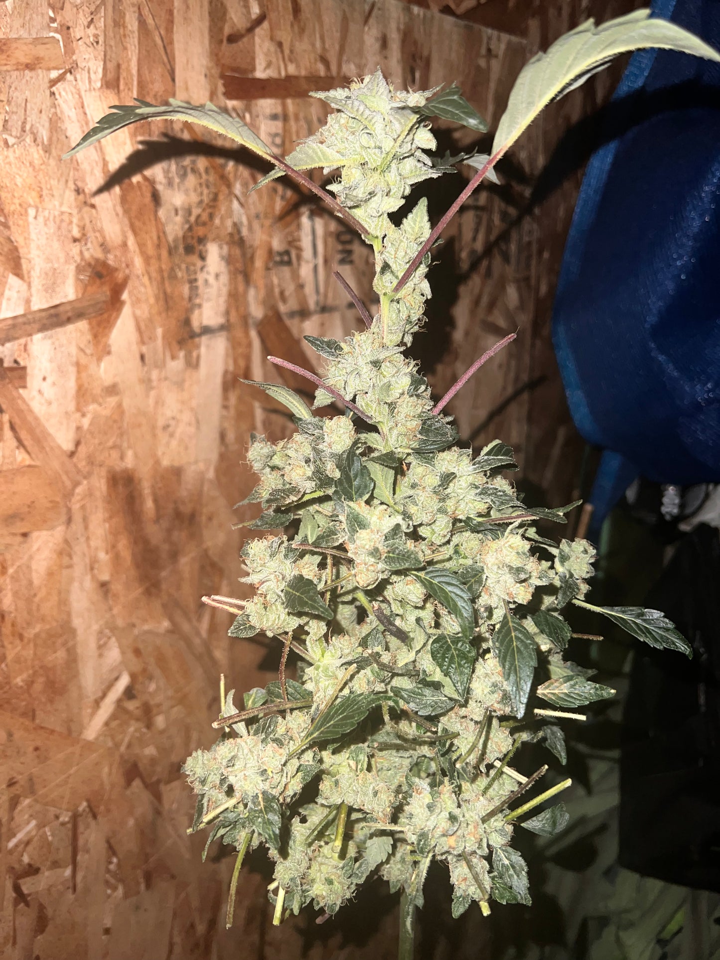 Peanut Dog (14 Novelty Fem. Seeds)