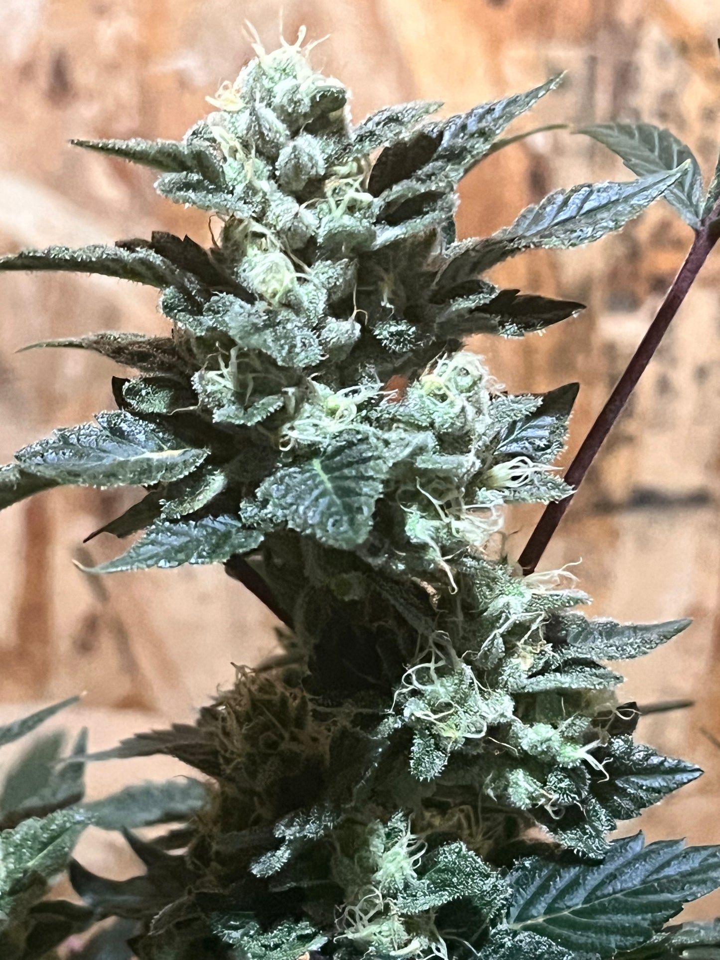 Peanut Dog (14 Novelty Fem. Seeds)