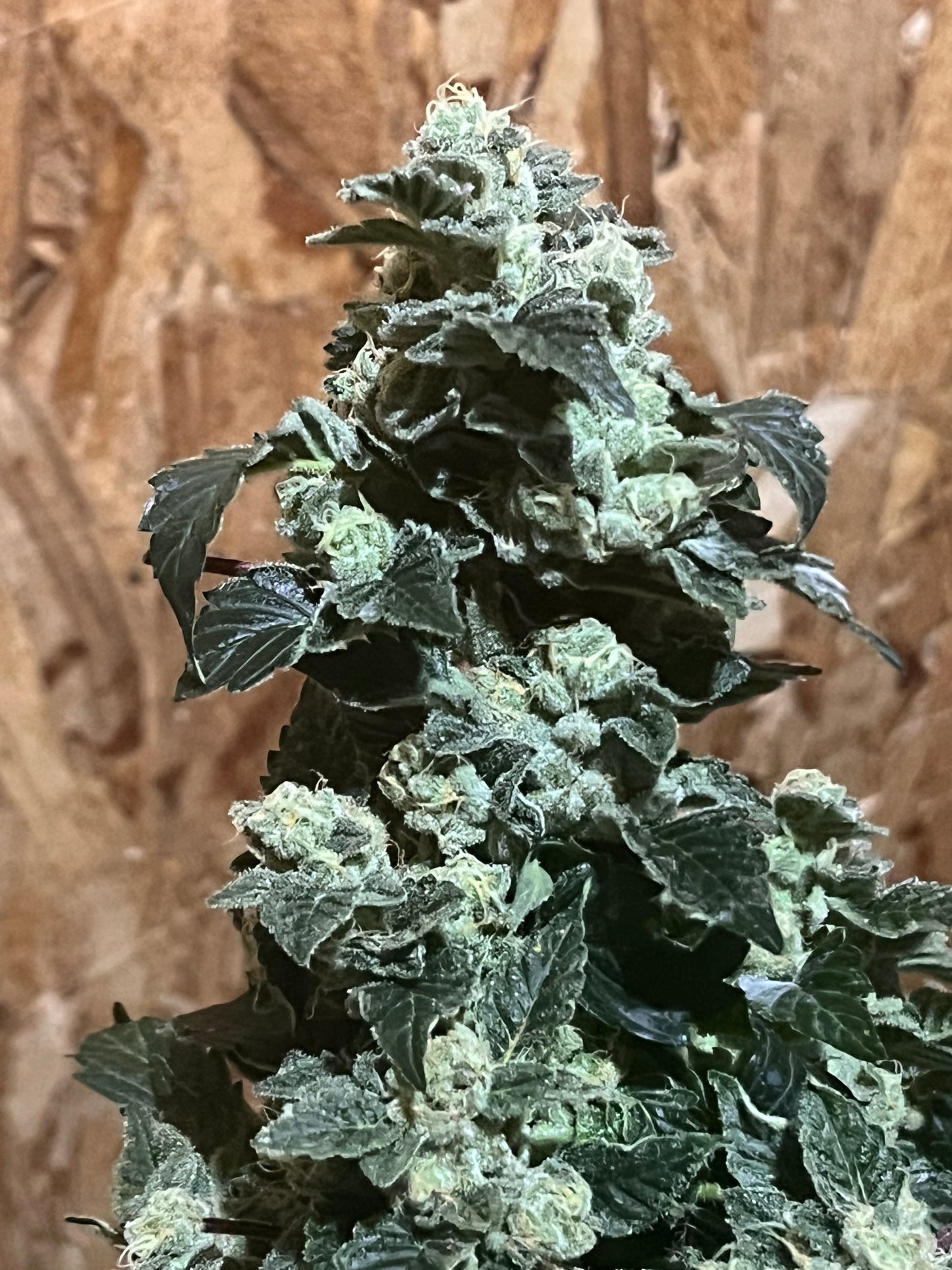Peanut Dog (14 Novelty Fem. Seeds)