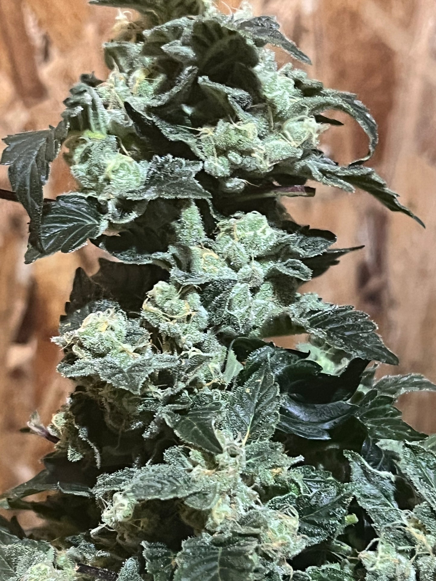 Peanut Dog (14 Novelty Fem. Seeds)