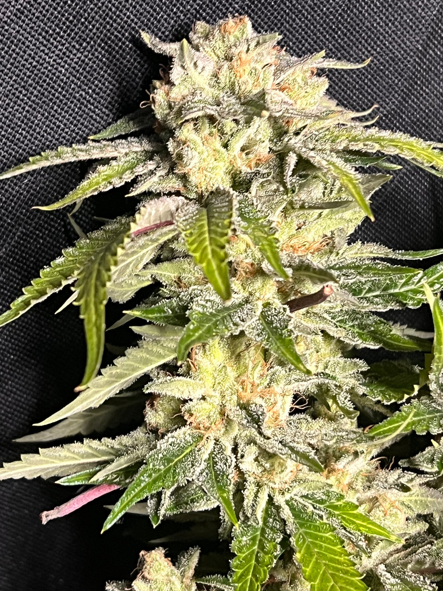 Dogwalker's Snacks (7 Novelty Feminized Seeds)