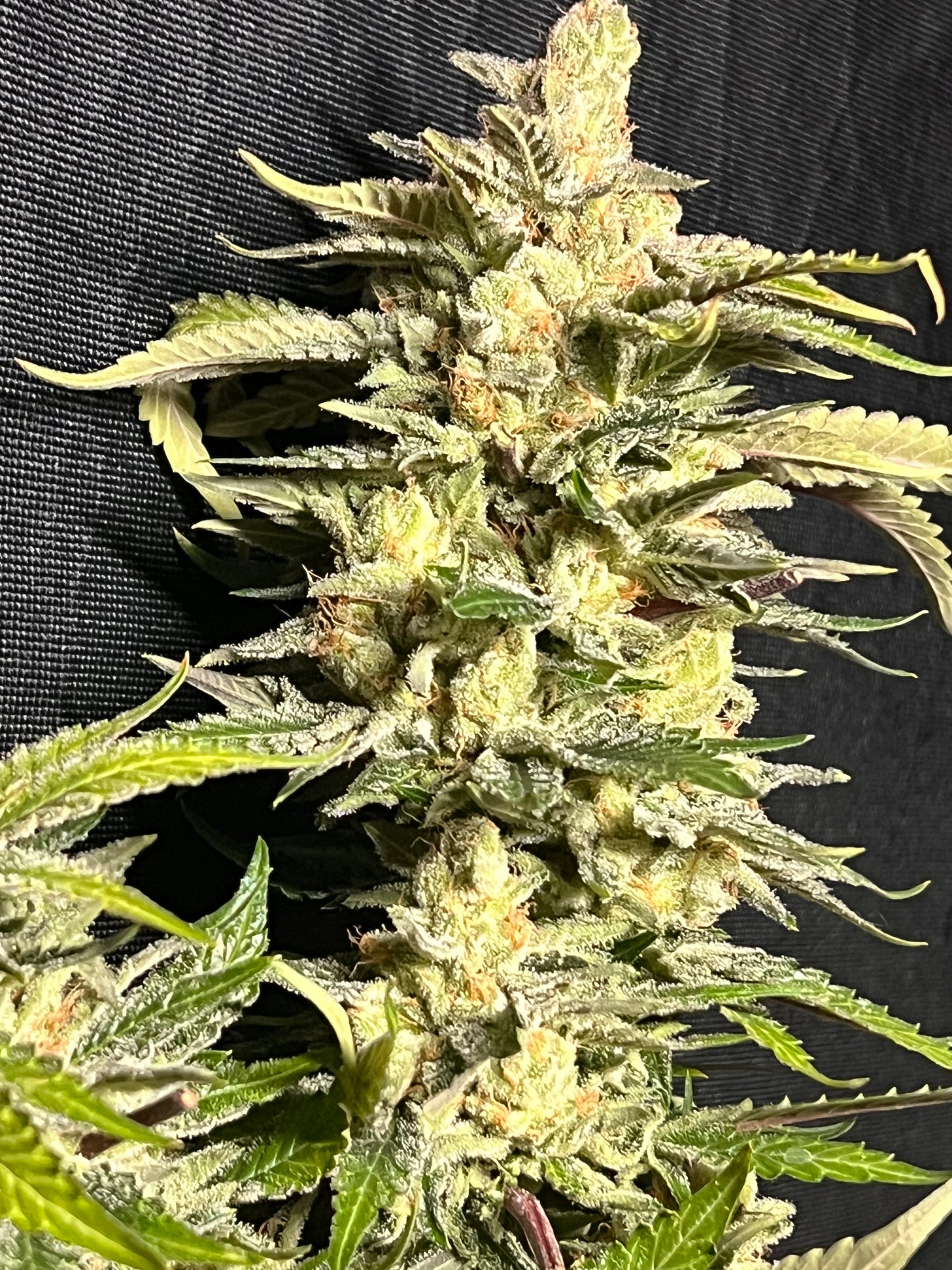 Dogwalker's Snacks (7 Novelty Feminized Seeds)