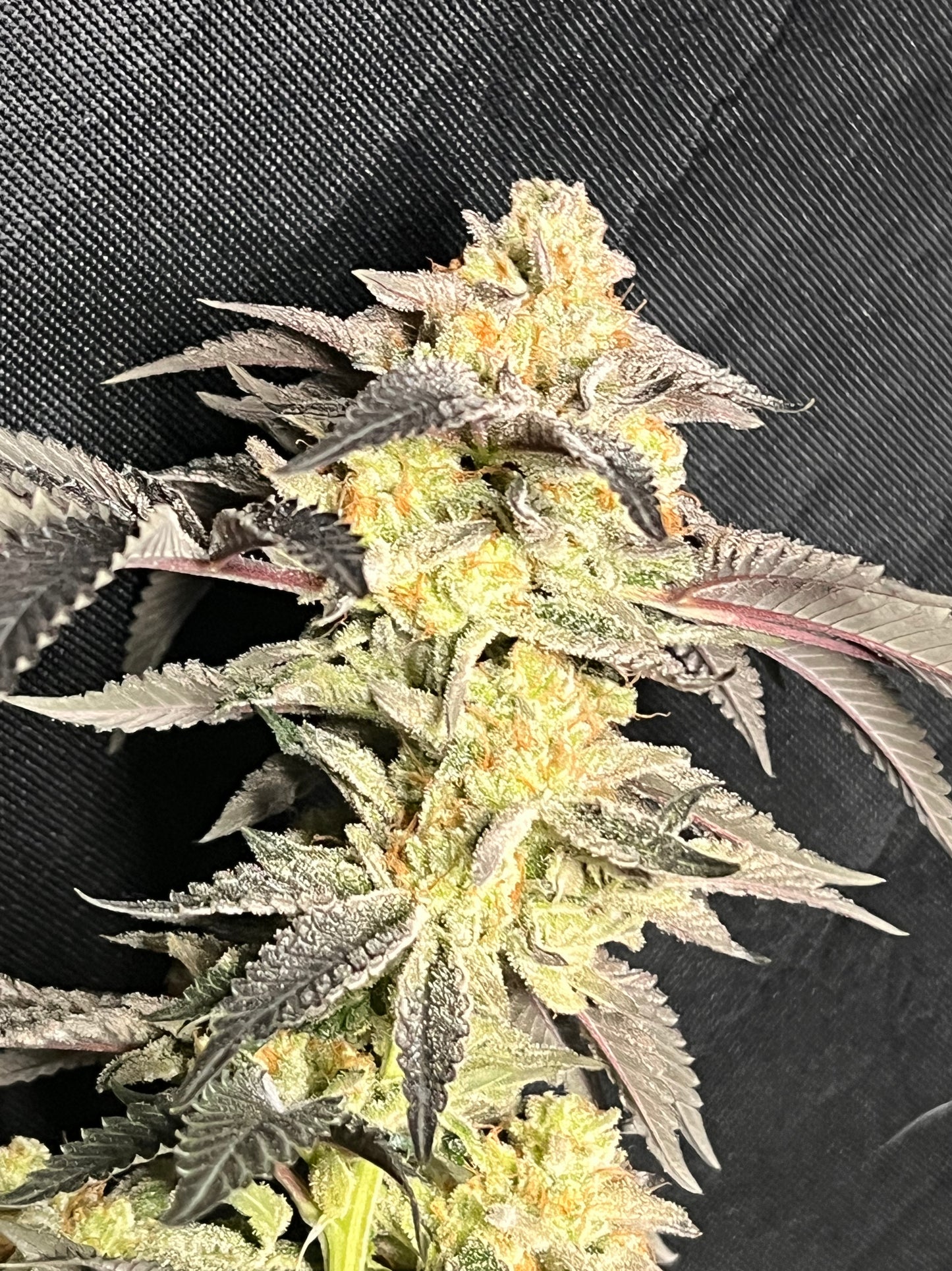 Dogwalker's Snacks (7 Novelty Feminized Seeds)
