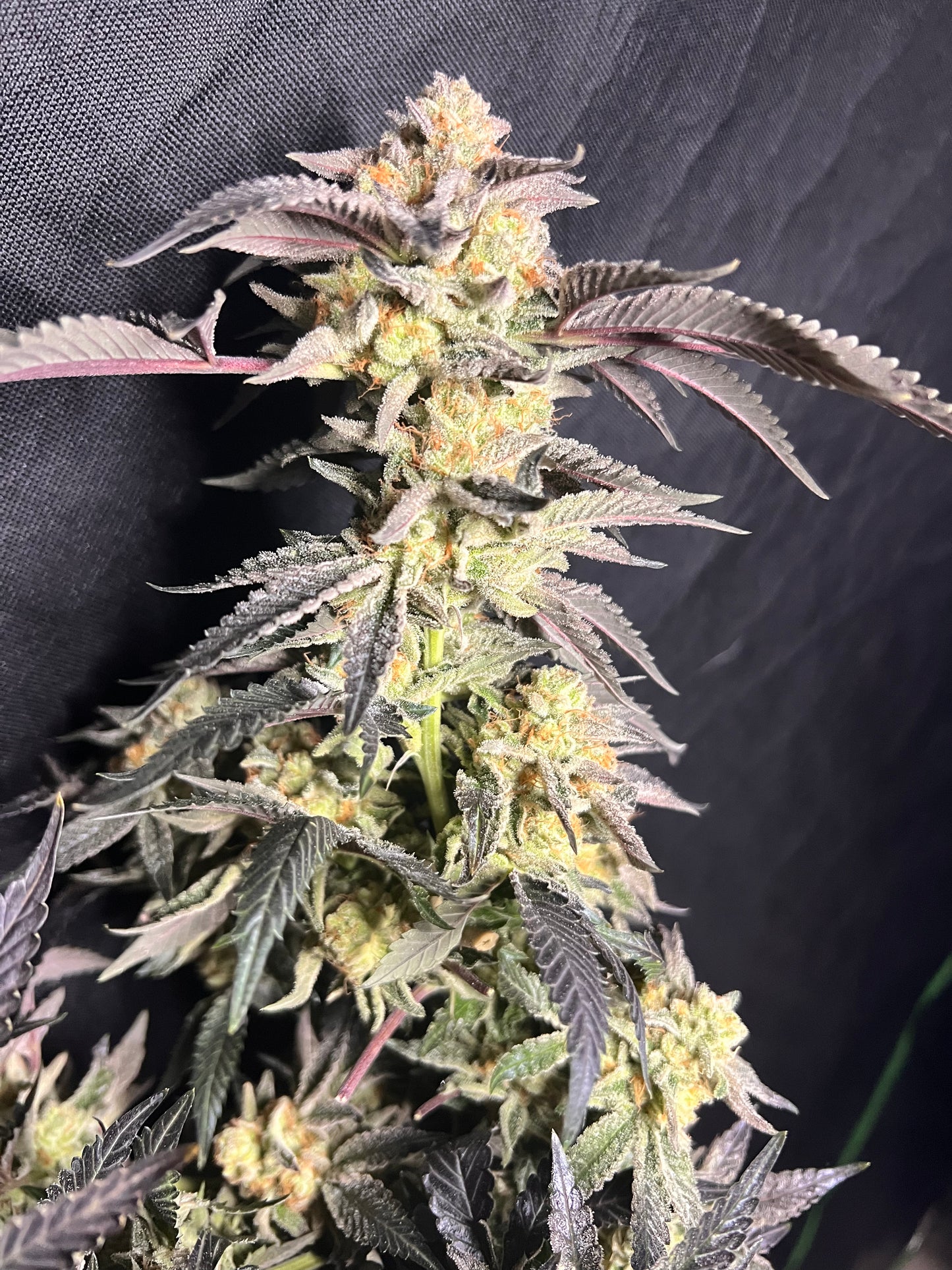 Dogwalker's Snacks (7 Novelty Feminized Seeds)
