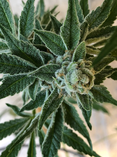 African Fuel (10 regular souvenir seeds)