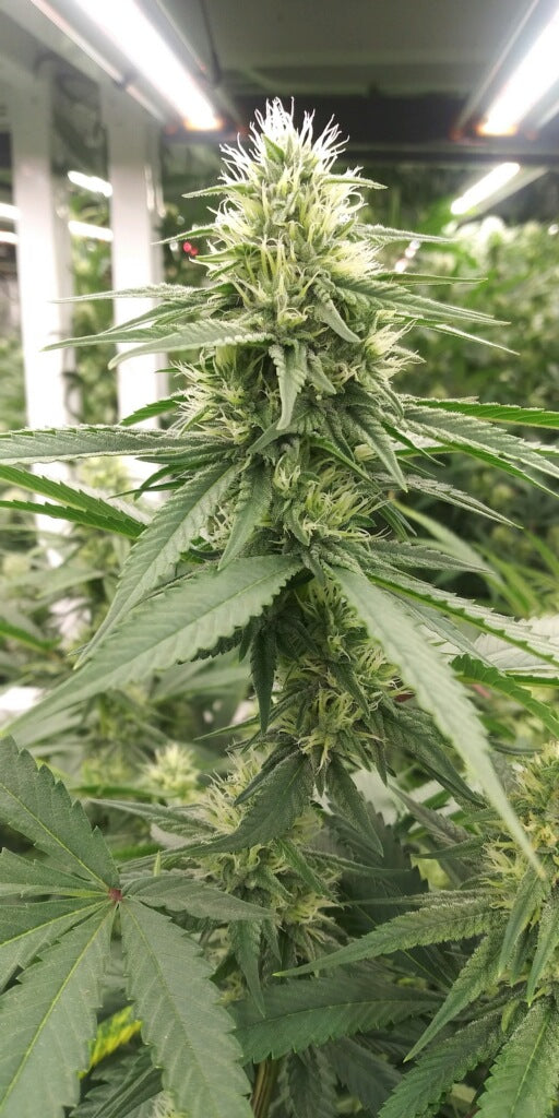 African Fuel (10 regular souvenir seeds)