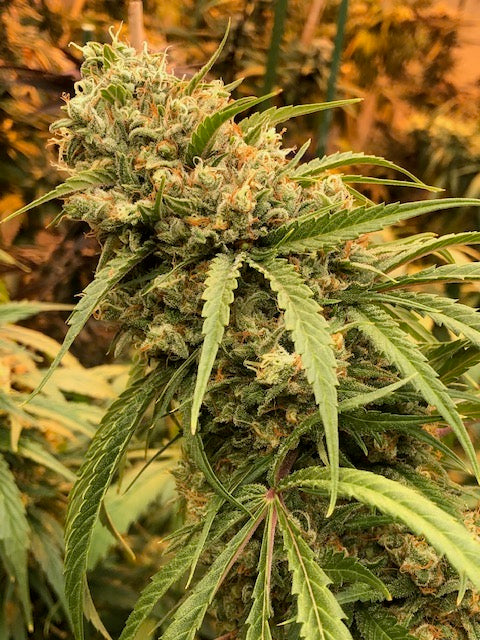 The Valley Haze (10 regular souvenir seeds)