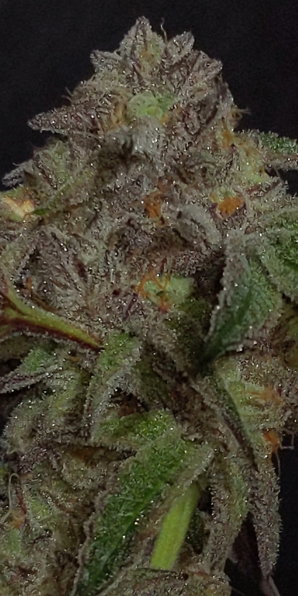 Angelic Knight (6 Souvenir Fem. Seeds)
