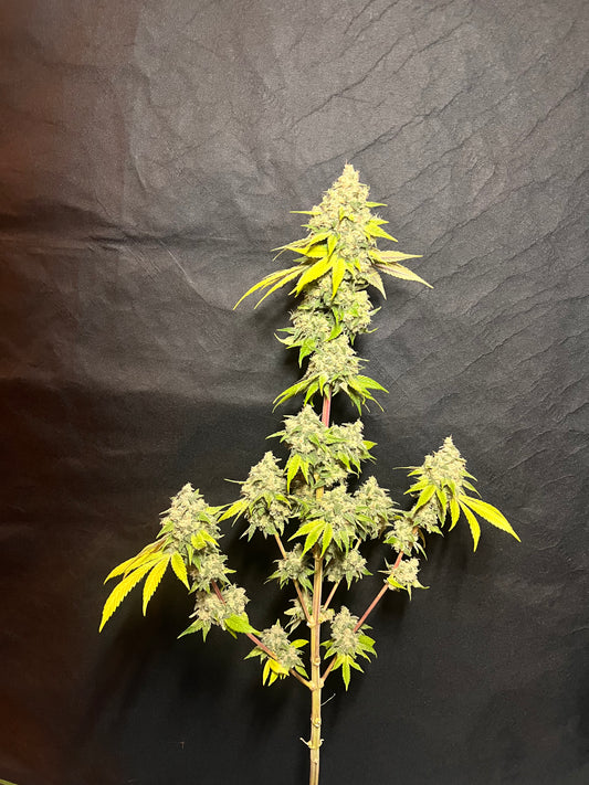 Valle D' Gasolio (Diesel Valley) 7 Novelty Feminized Seeds