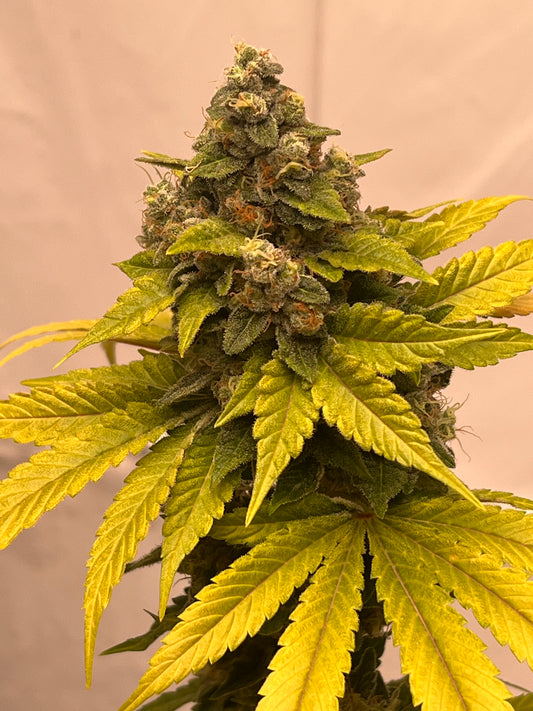 Peanut Kush (7 Novelty Feminized Seeds)