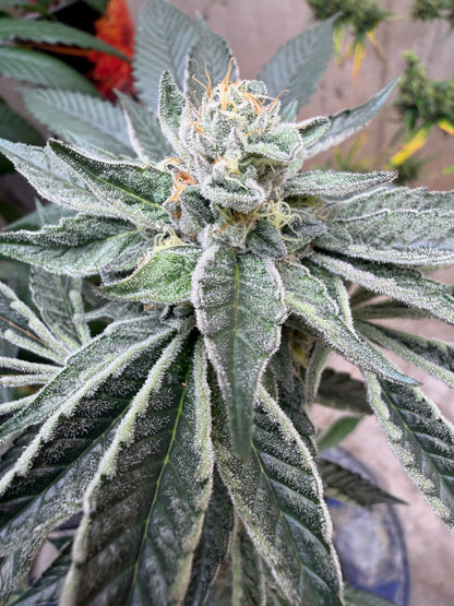 Gephilte Kush #7 S1 (8 Souvenir Feminized Seeds)
