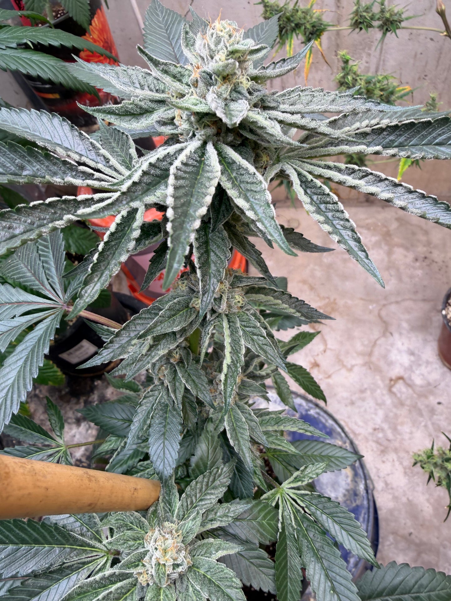 Gephilte Kush #7 S1 (8 Souvenir Feminized Seeds)