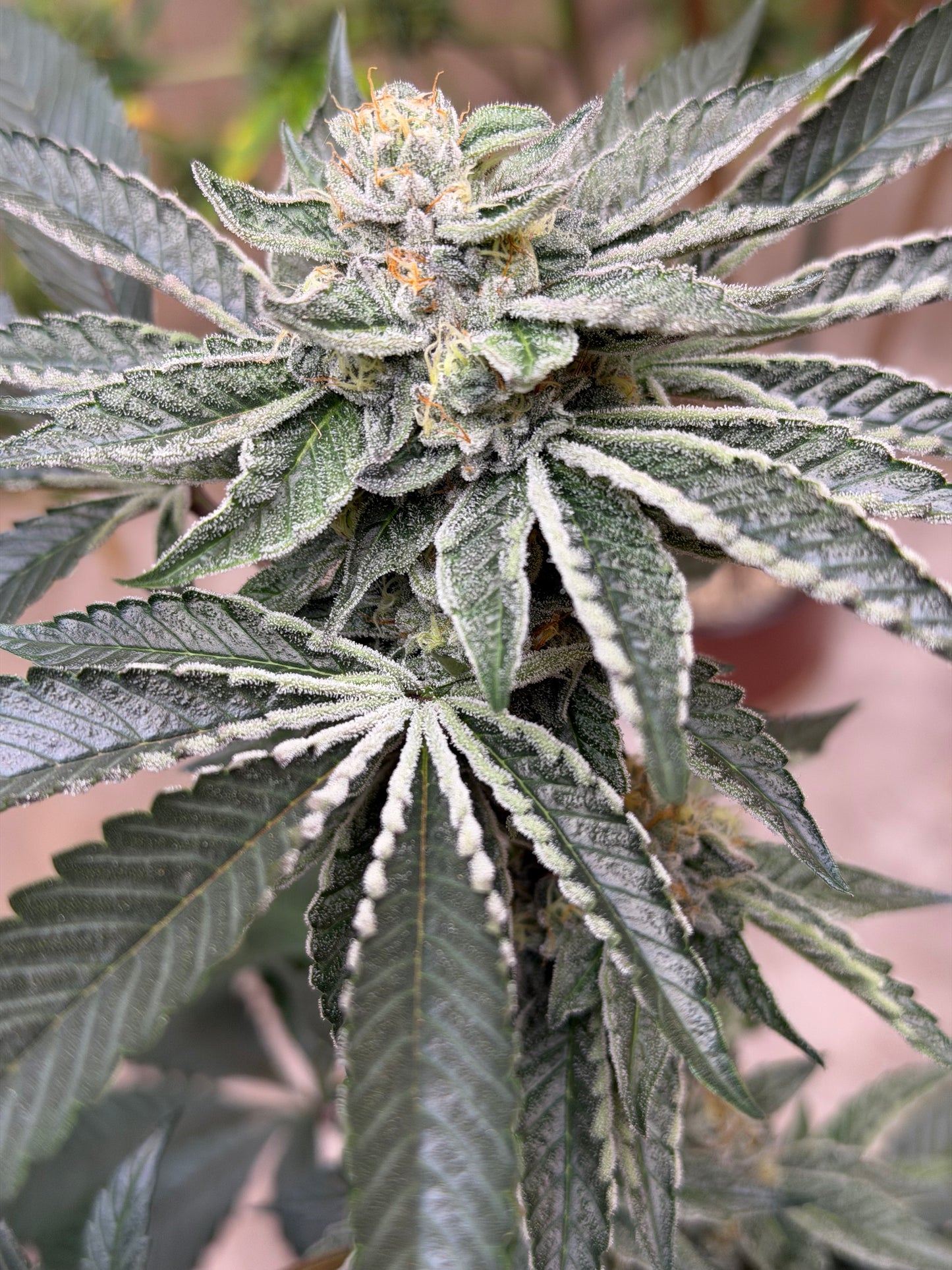 Gephilte Kush #7 S1 (8 Souvenir Feminized Seeds)