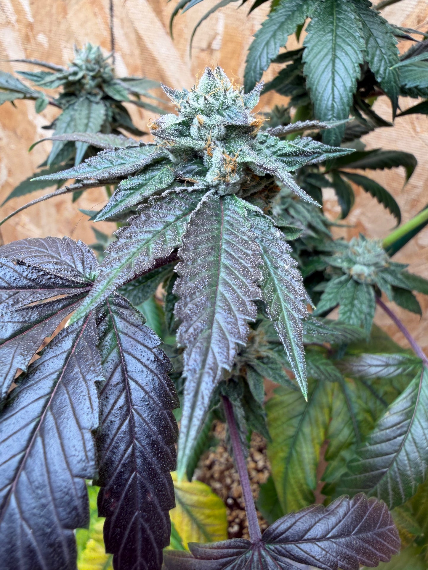 Gephilte Kush #7 S1 (8 Souvenir Feminized Seeds)