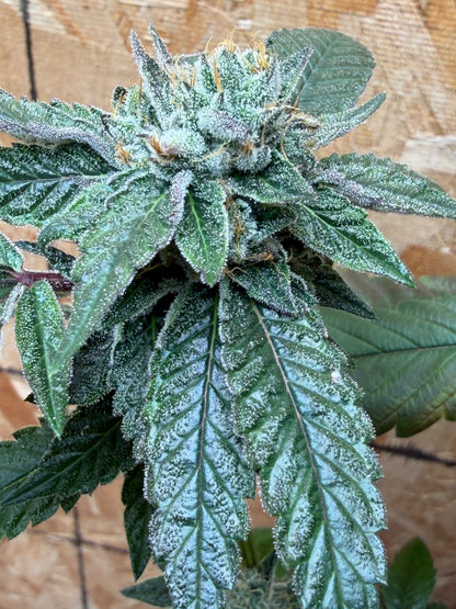 Gephilte Kush #7 S1 (8 Souvenir Feminized Seeds)