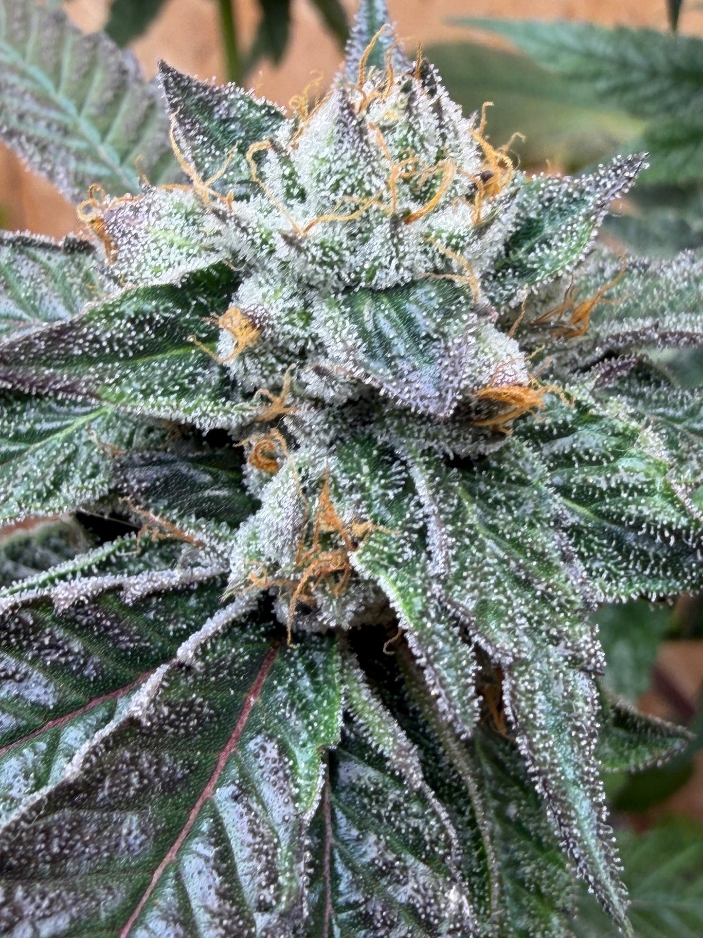 Gephilte Kush #7 S1 (8 Souvenir Feminized Seeds)