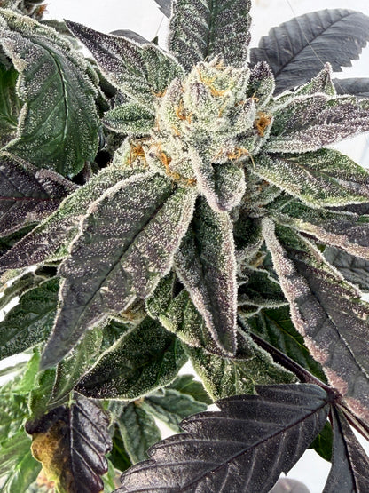 Gephilte Kush #7 S1 (8 Souvenir Feminized Seeds)