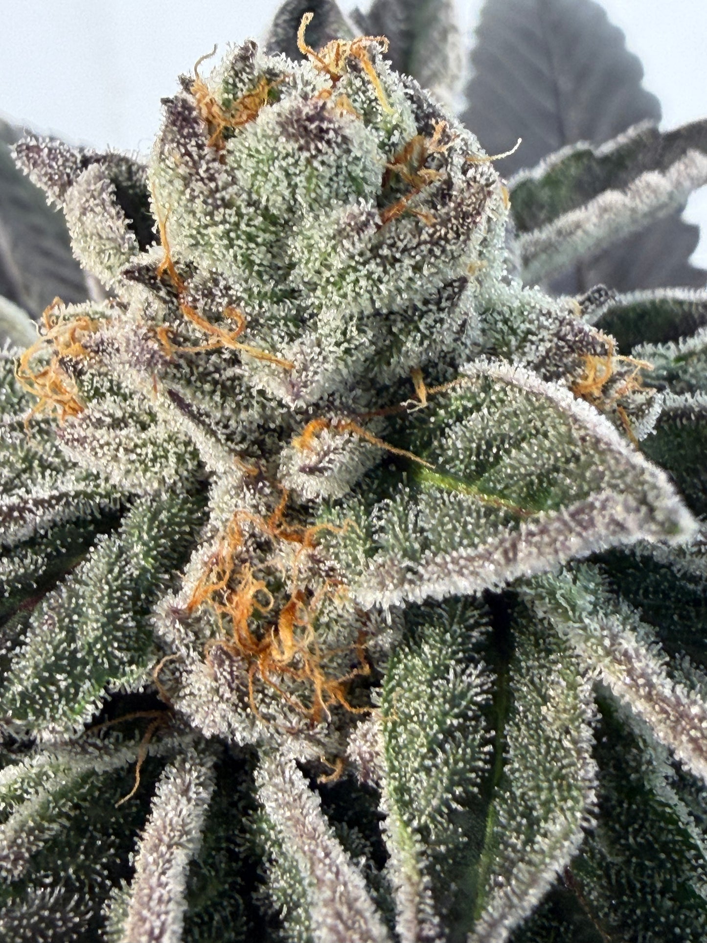 Gephilte Kush #7 S1 (8 Souvenir Feminized Seeds)