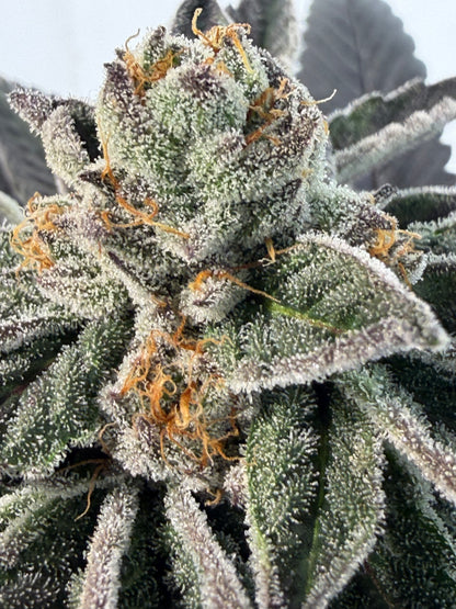 Gephilte Kush #7 S1 (8 Souvenir Feminized Seeds)