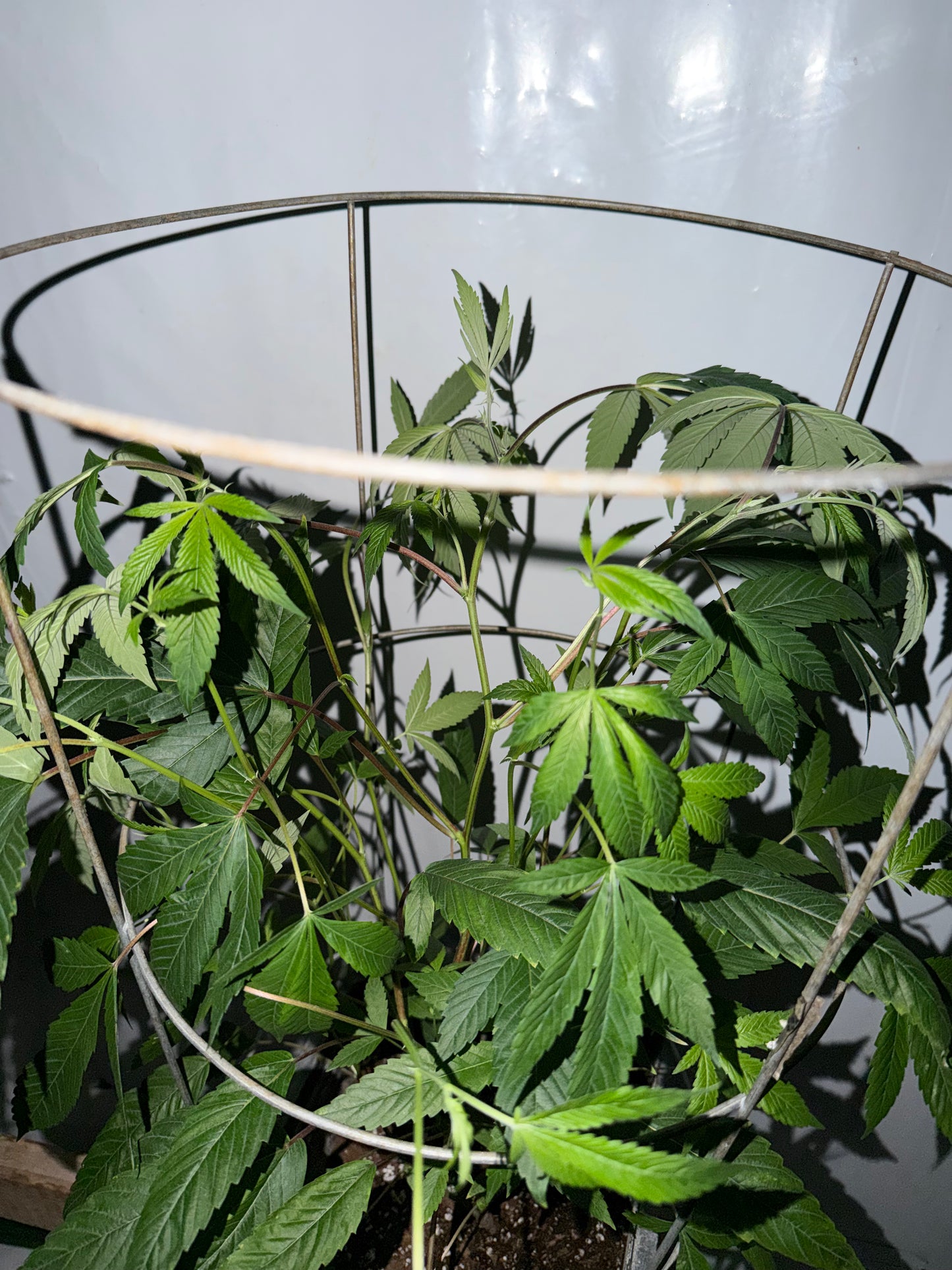 Gephilte Kush #7 S1 (8 Souvenir Feminized Seeds)