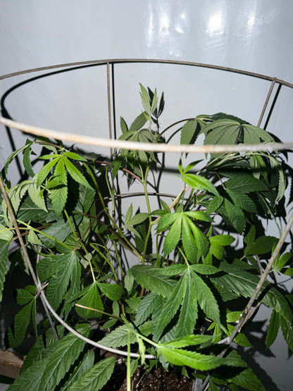 Gephilte Kush #7 S1 (8 Souvenir Feminized Seeds)