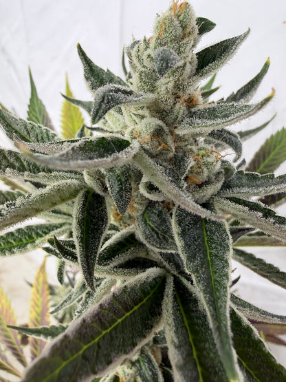 Piña Kugel (7 Souvenir Fem. Magic Beans)