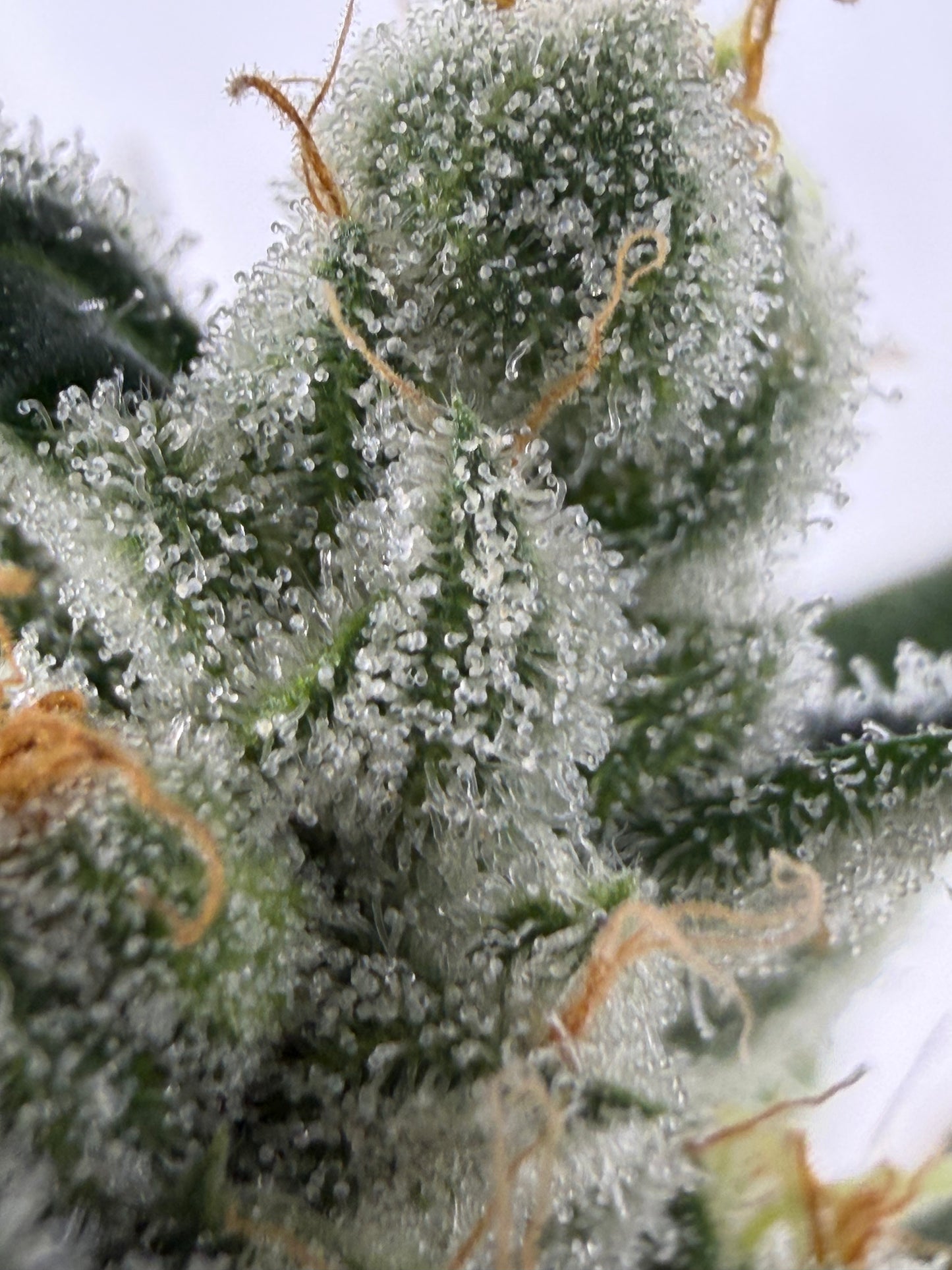 Piña Kugel (7 Souvenir Fem. Magic Beans)