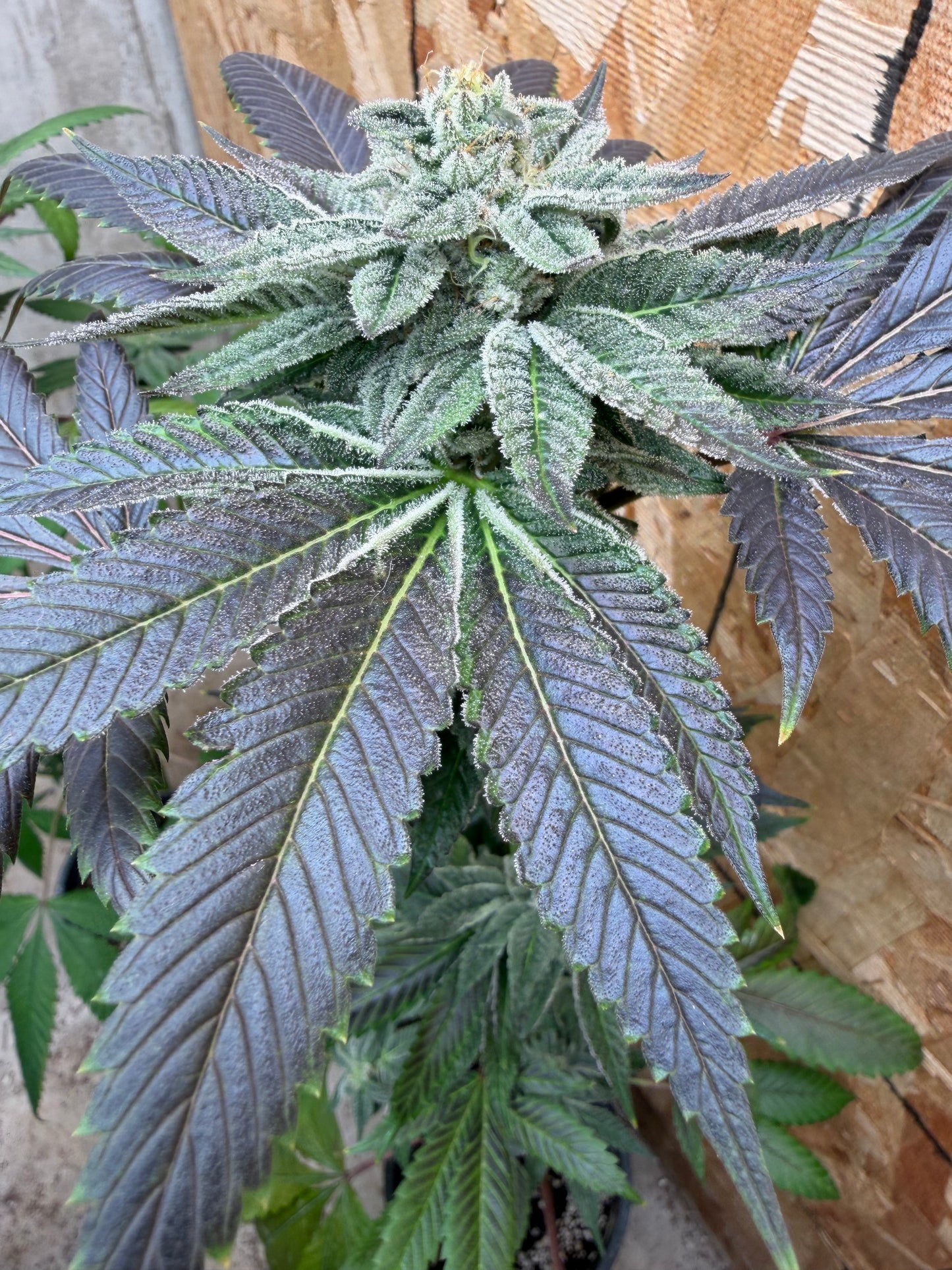 Piña Kugel (7 Souvenir Fem. Magic Beans)