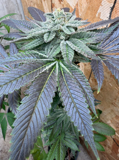 Piña Kugel (7 Souvenir Fem. Magic Beans)