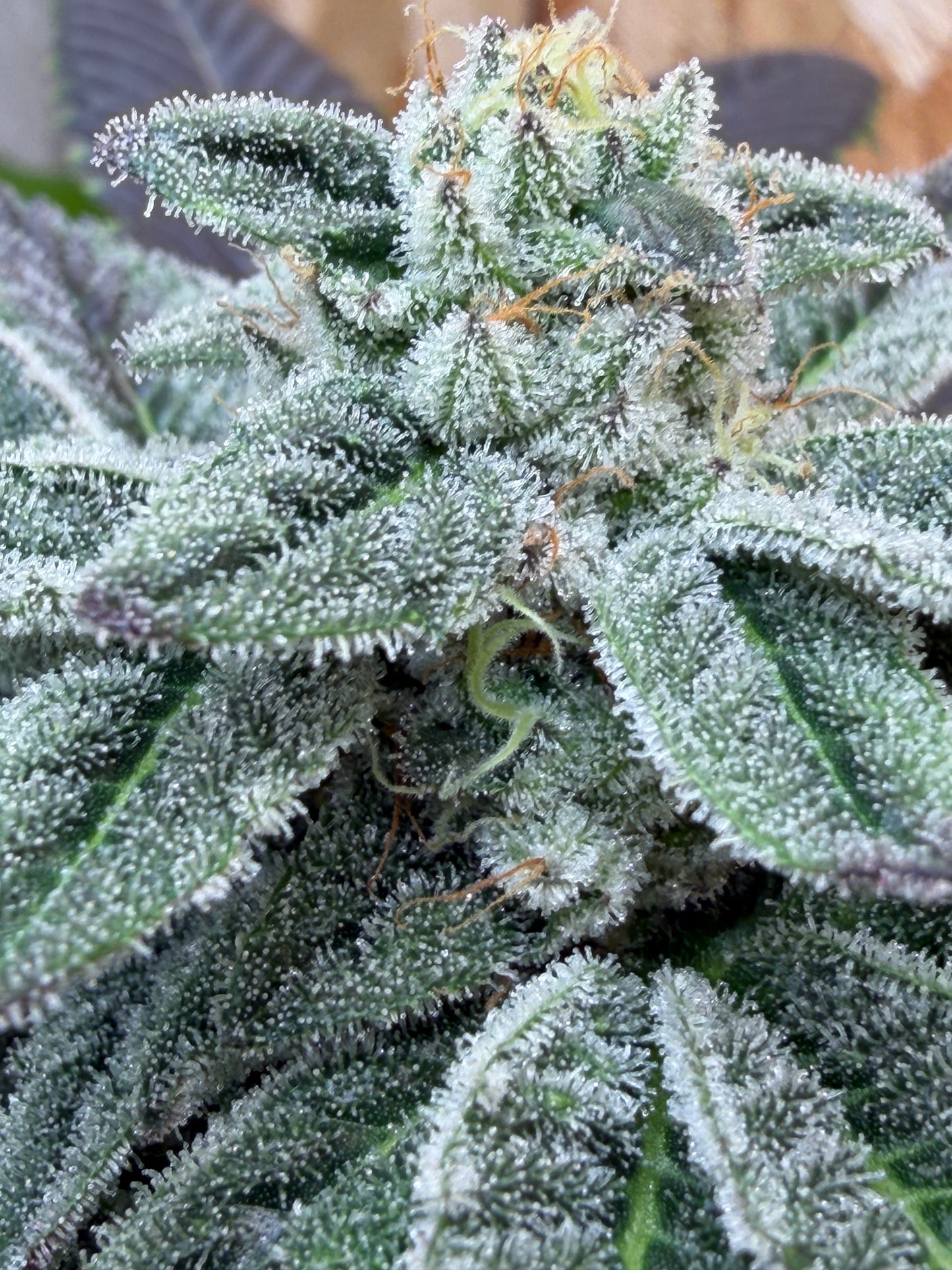 Piña Kugel (7 Souvenir Fem. Magic Beans)
